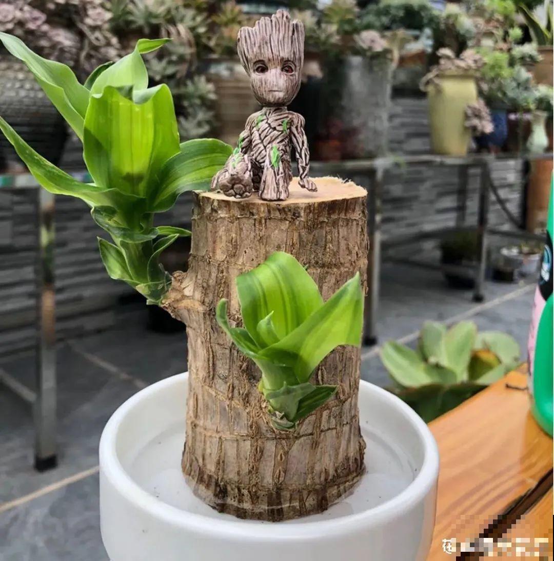 半死不活的花,扔水里,突然长疯了 半死不活的花,扔水里,突然长疯了