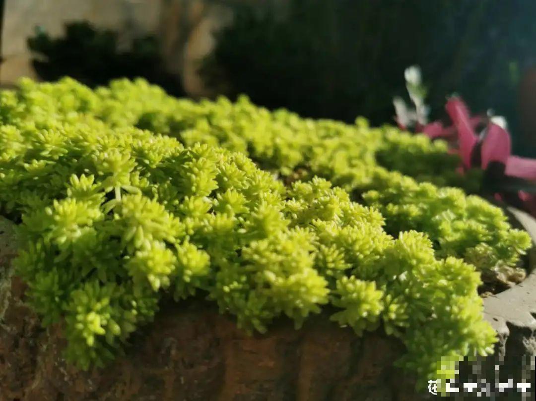 5种铺面多肉,沾土就活,迅速占满每一寸土地 5种铺面多肉,沾土就活,迅速占满每一寸土地