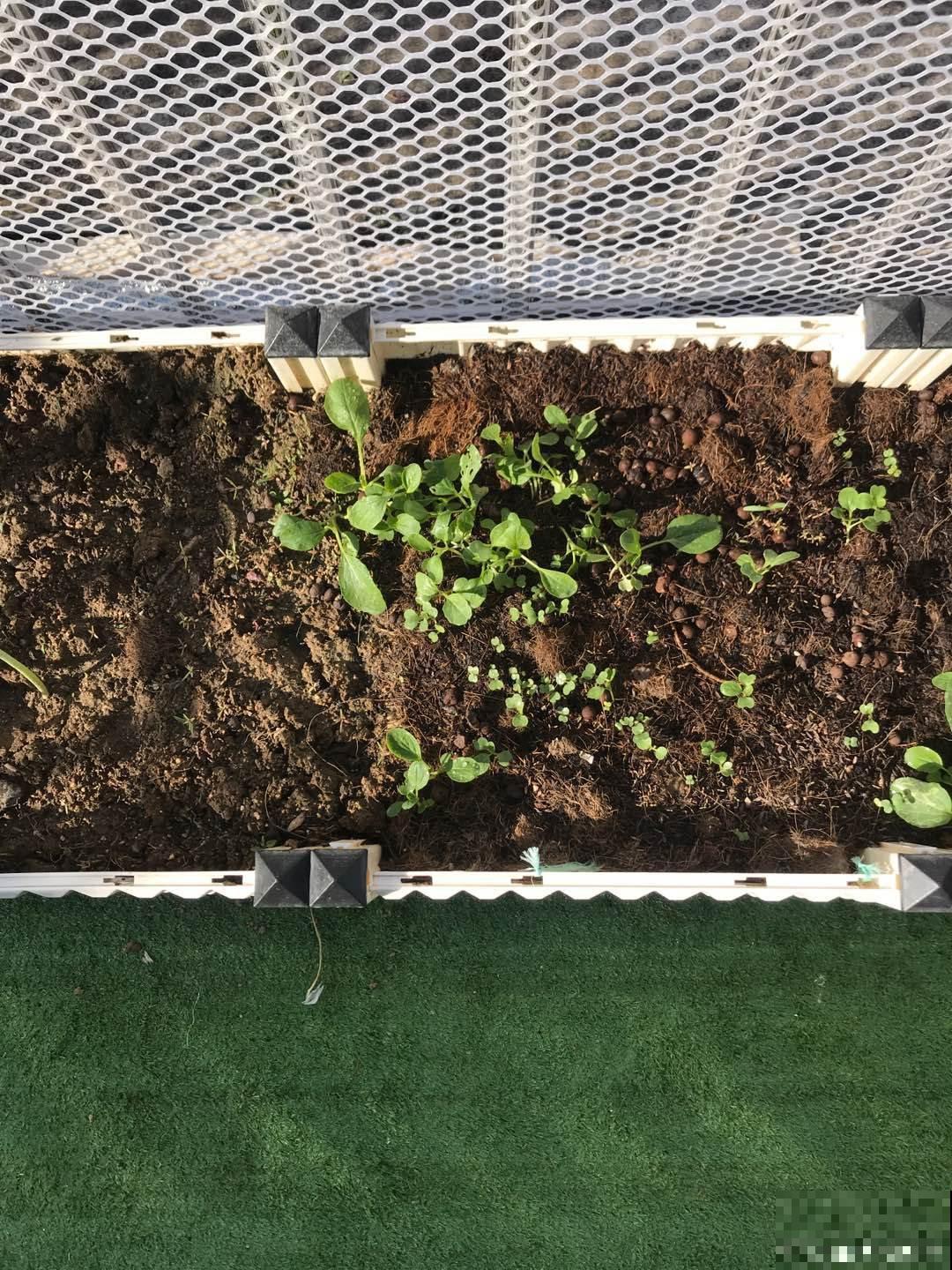 掌握这5种除虫方法，室内环境好，花草长得旺！