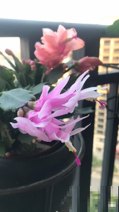 养护蟹爪兰要遵循“生物钟”,春天把花都掰了,下次才能开得多 养护蟹爪兰要遵循“生物钟”,春天把花都掰了,下次才能开得多