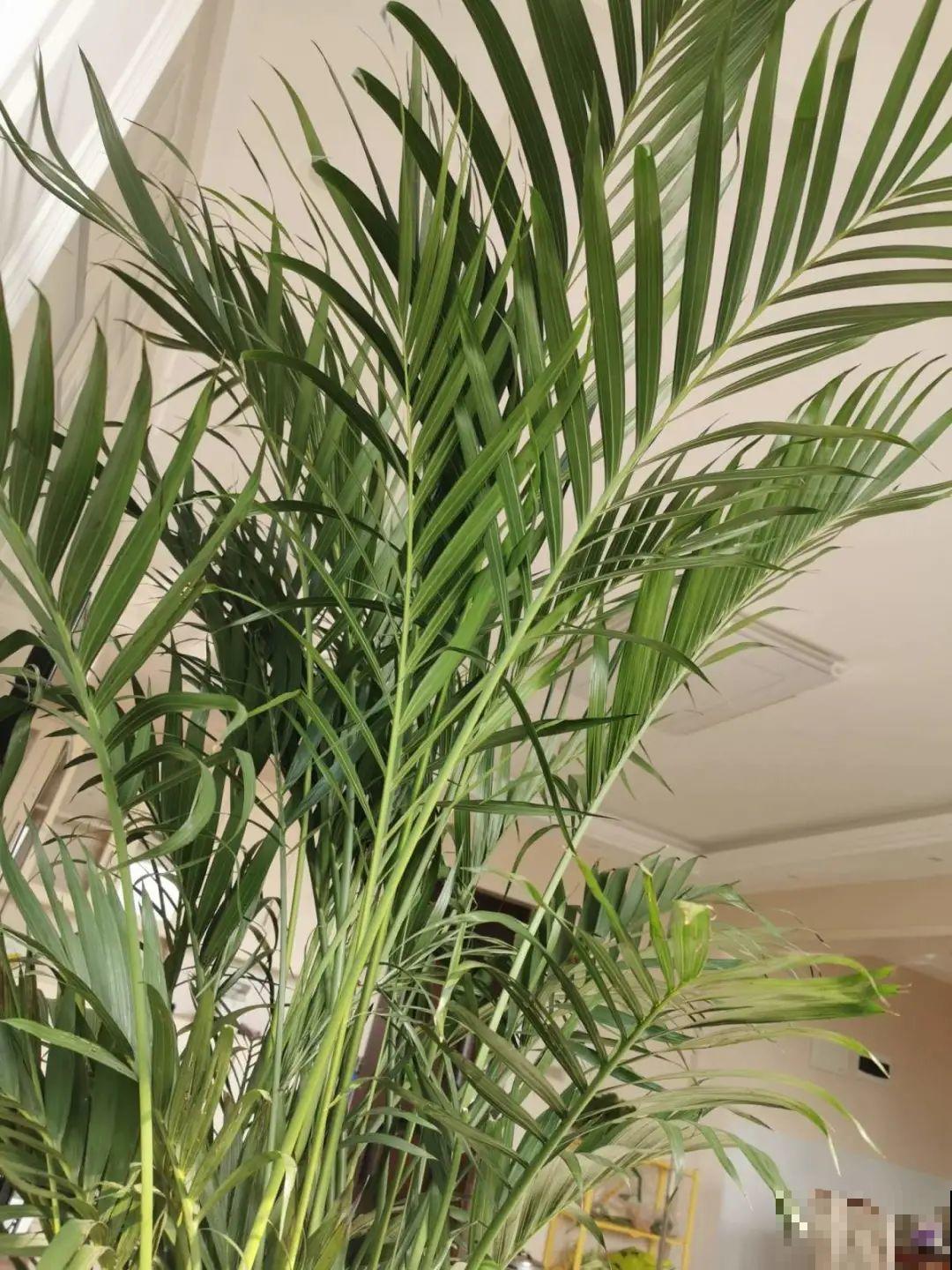 10种花越高越值钱,能长到2米,大高个霸气镇宅! 10种花越高越值钱,能长到2米,大高个霸气镇宅!