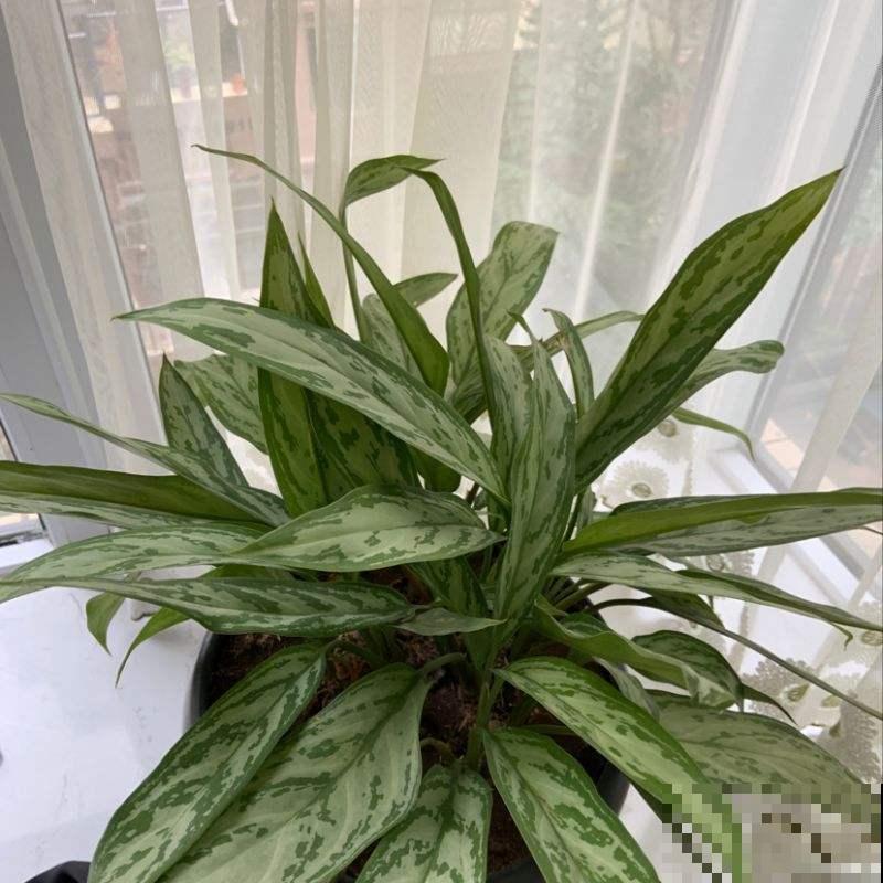 这5种小巧绿植，适合放桌头，迷你又养眼！