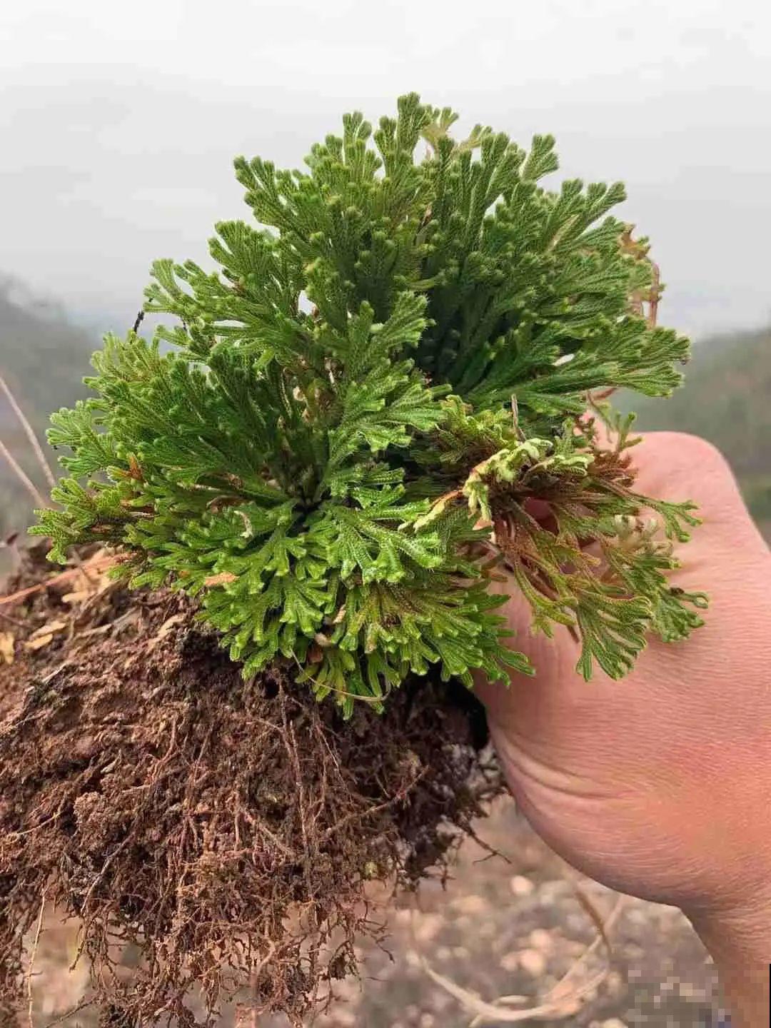 山上遇到“还魂”草,千万不要挖,养不活还破坏环境 山上遇到“还魂”草,千万不要挖,养不活还破坏环境
