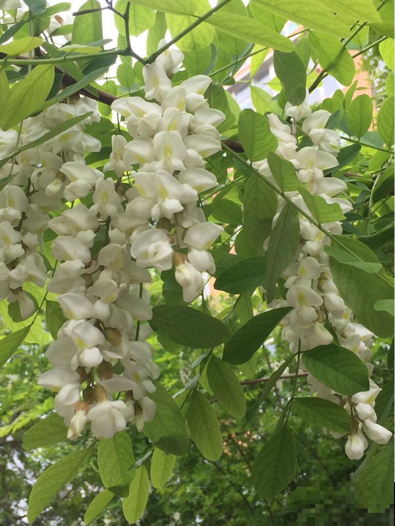 家门口40年的大槐树，有人想砍掉，村里人坚决反对