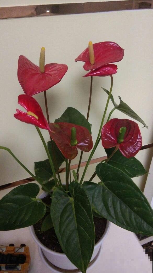 这花像假花，干了也不褪色，“保质期”太长！