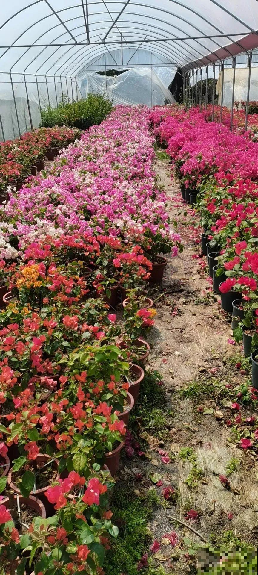 9层楼高的三角梅，足足养了28年，不得不服！