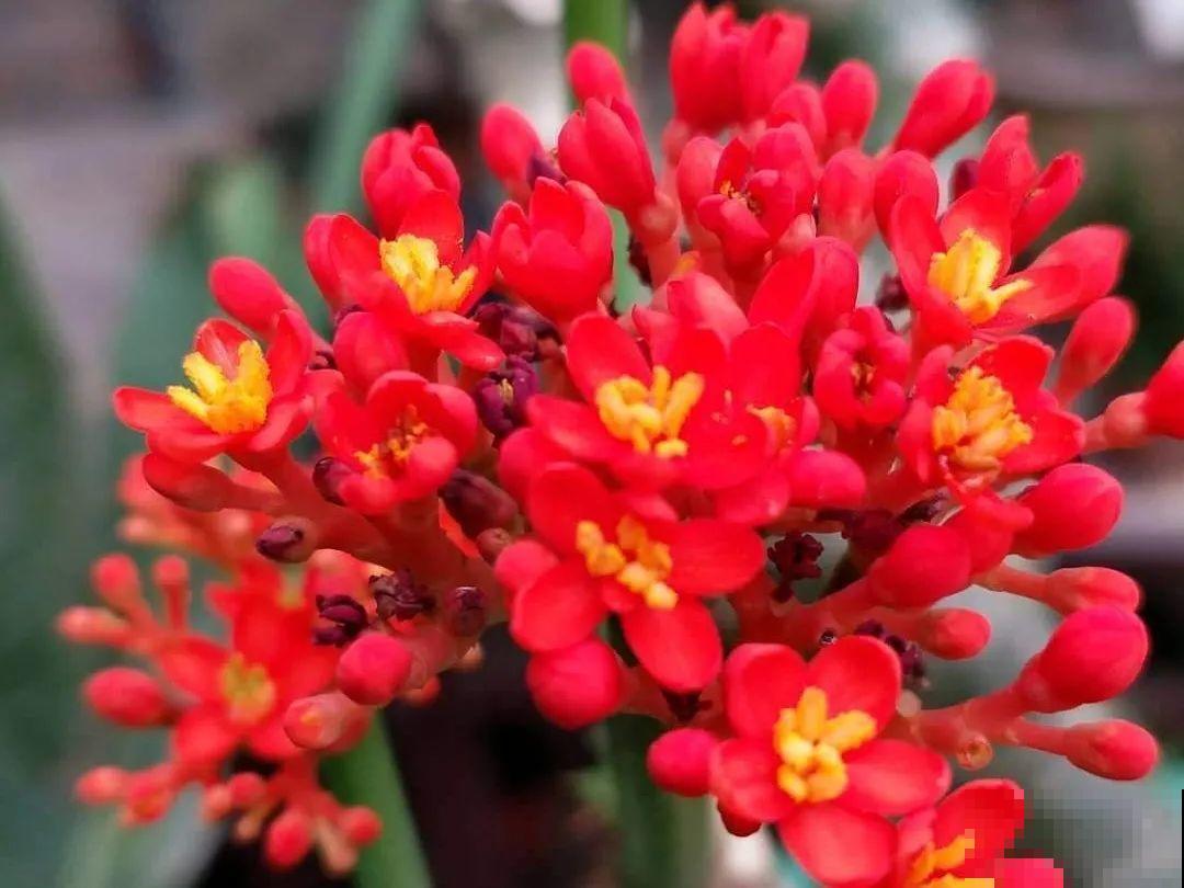 小花盆里养花,选对品种很重要,也能开花爆盆 小花盆里养花,选对品种很重要,也能开花爆盆