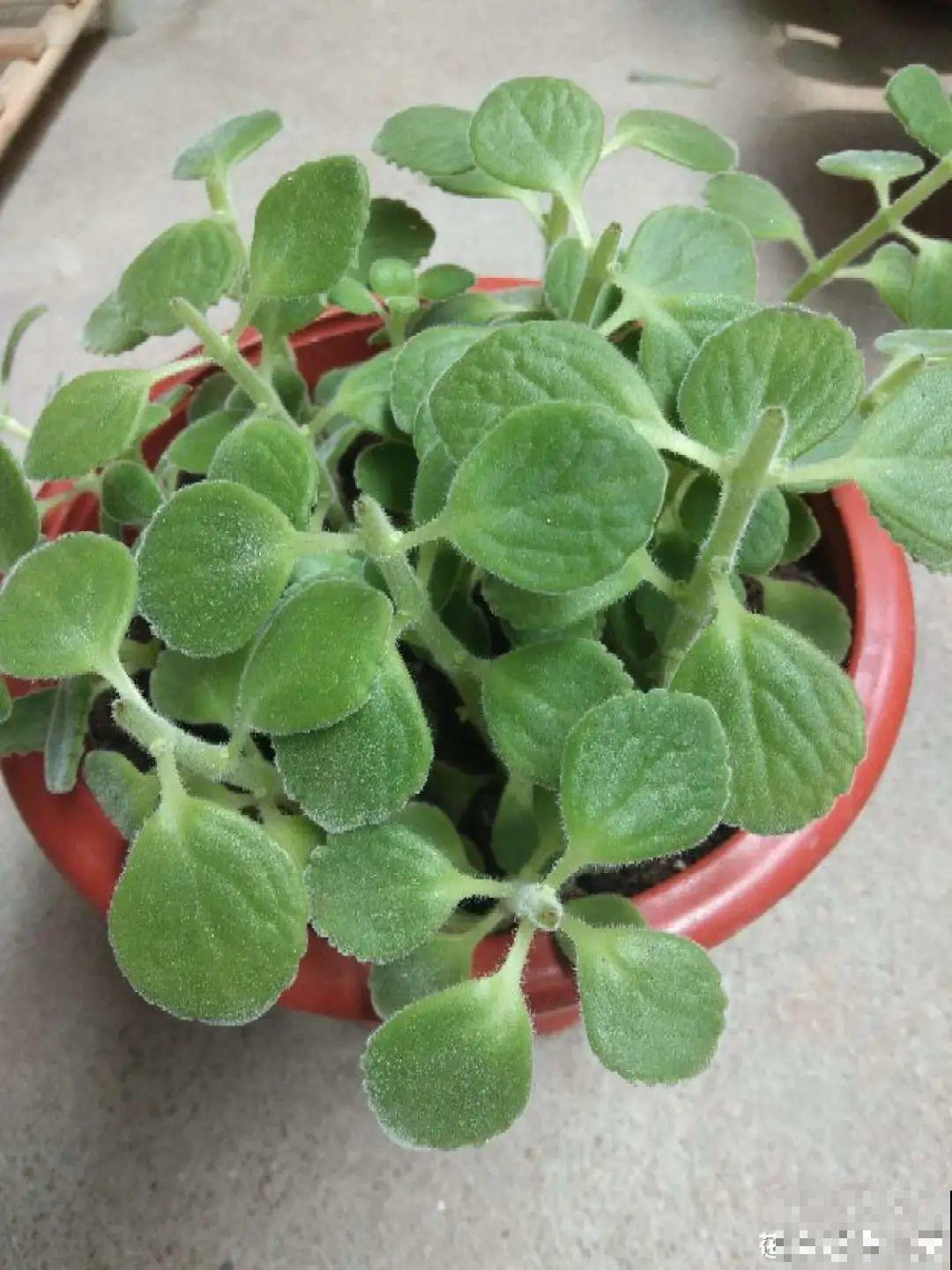 春天给花修剪,花才能呼呼开,俩月开爆盆 春天给花修剪,花才能呼呼开,俩月开爆盆