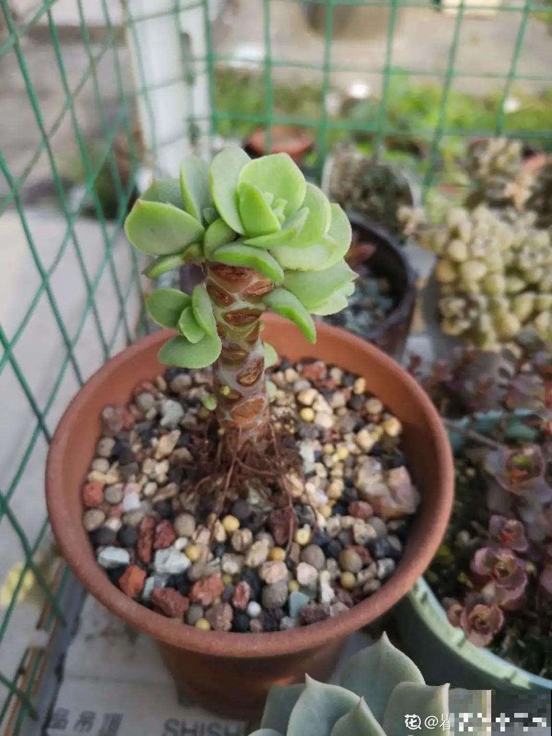 多肉长了“水桩”，不如砍了重来，实在太丑了