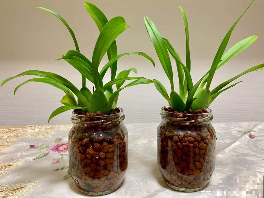 植物烂根不要怕,简单几步,就能妙手回春! 植物烂根不要怕,简单几步,就能妙手回春!