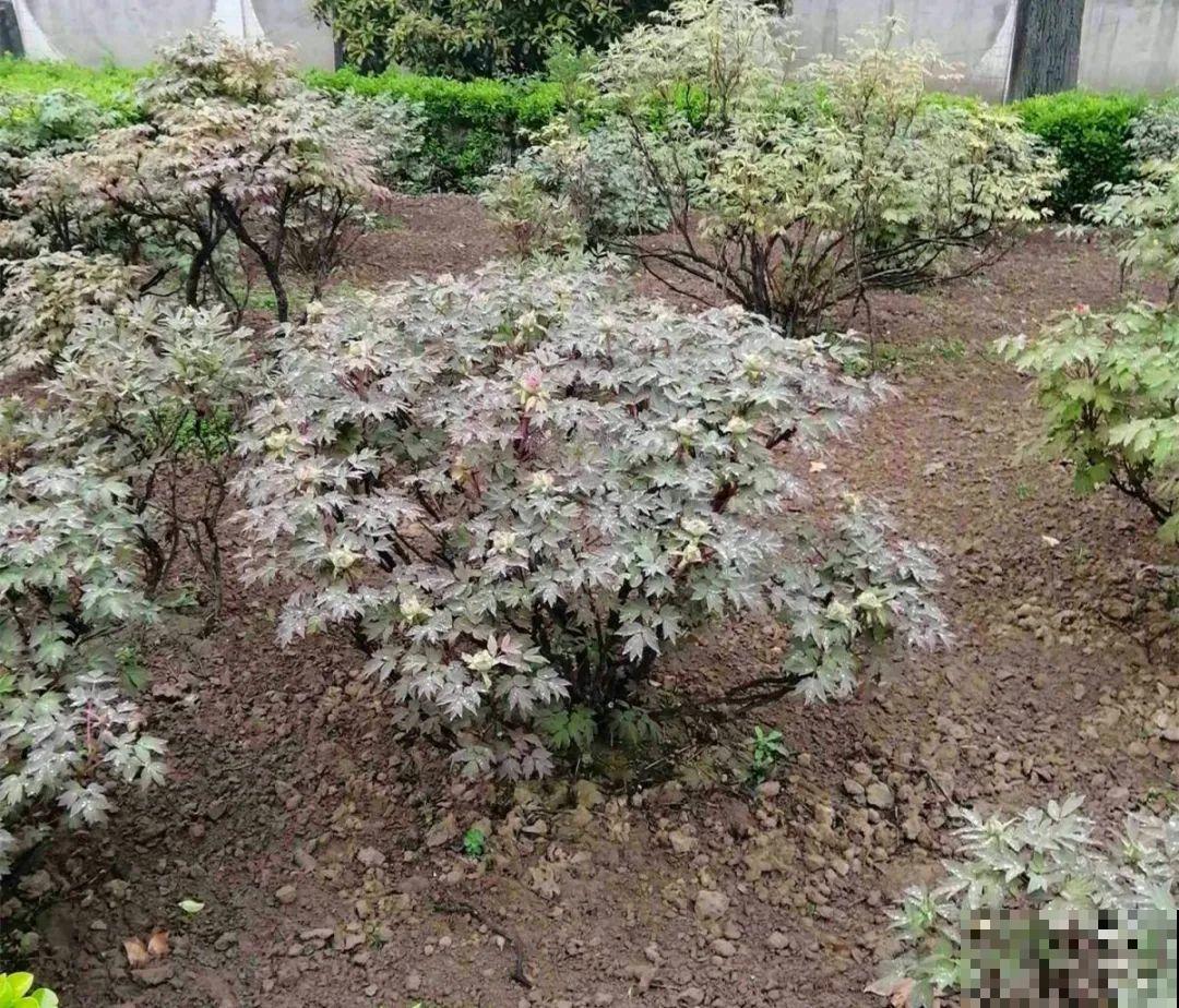 9种花是富贵命,必须大盆养,小盆养会憋死 9种花是富贵命,必须大盆养,小盆养会憋死