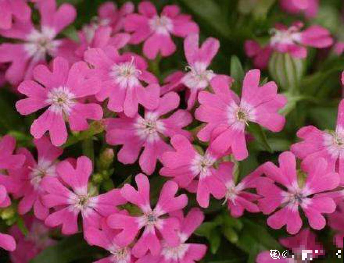 家里养盆小众花，开花又美又仙，养过的人不多