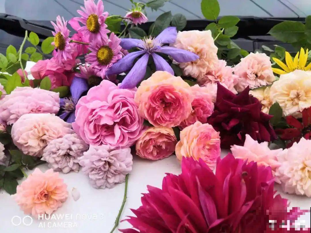 8种花赶紧剃头，剃得越狠，开花越多