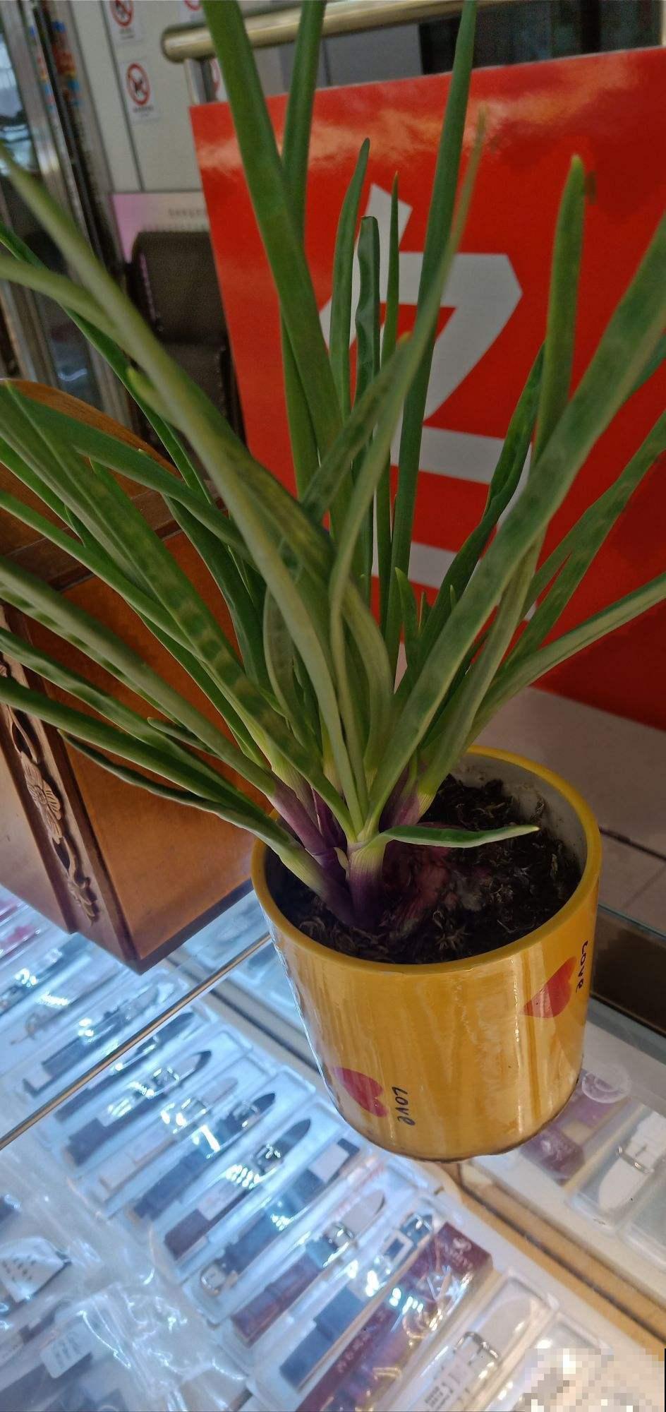 切洋葱会流泪？搞清楚原因，轻松守住泪腺！