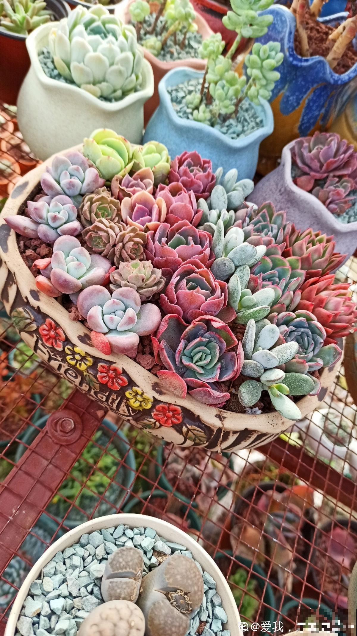 关于多肉拼盘，4个要点不能忘，不然很难养好