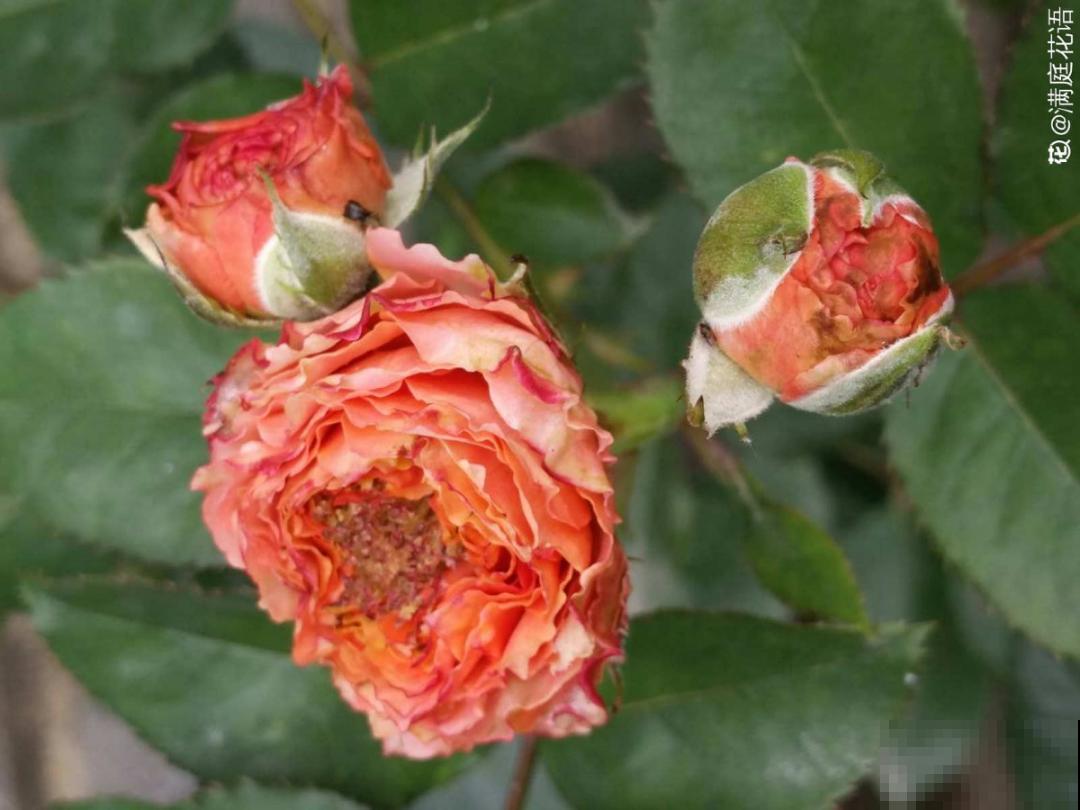 4月养花病虫害，白霜、黑斑、黄点儿···再不治就死光了