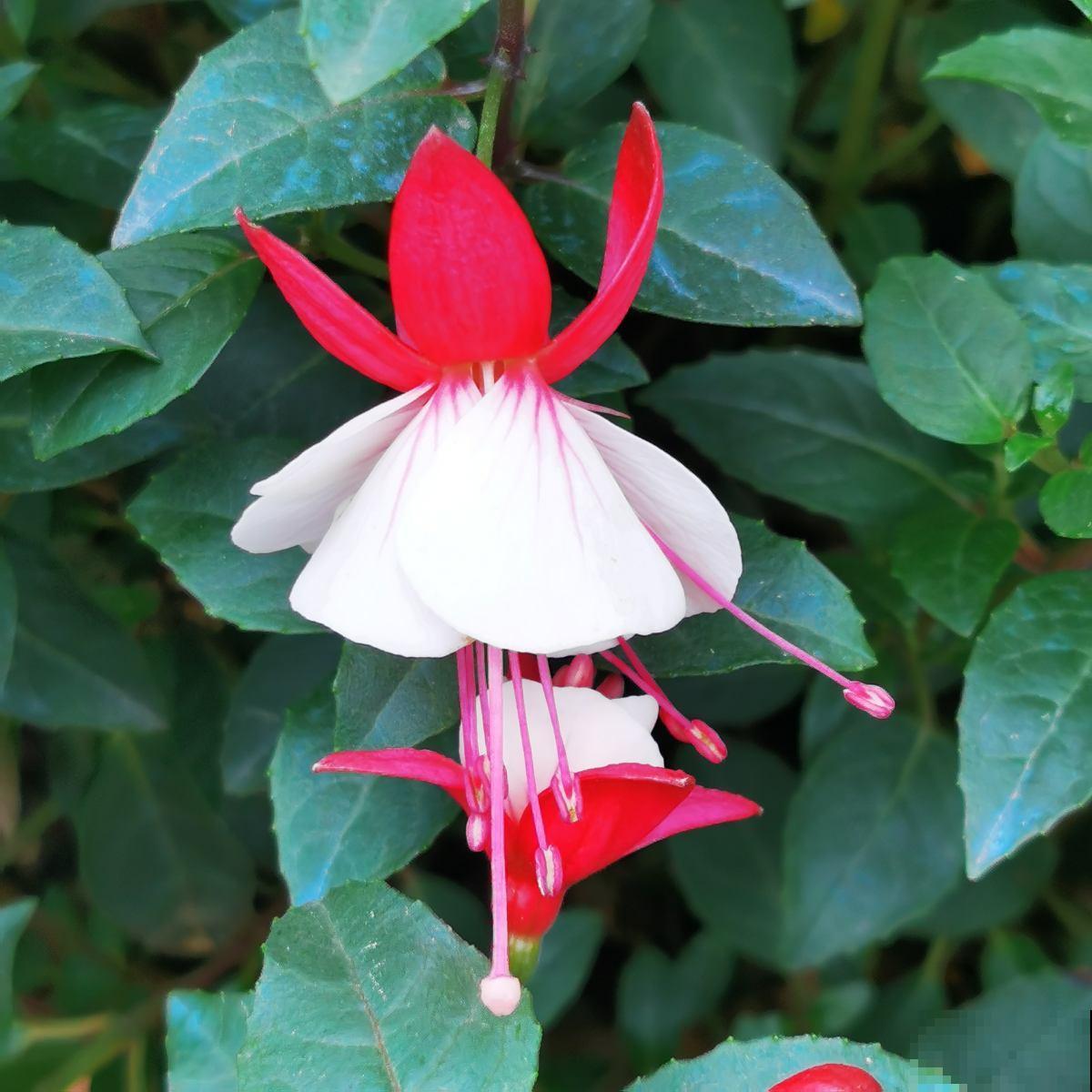 家庭常见花卉养护要点，看完你就都会了（下）