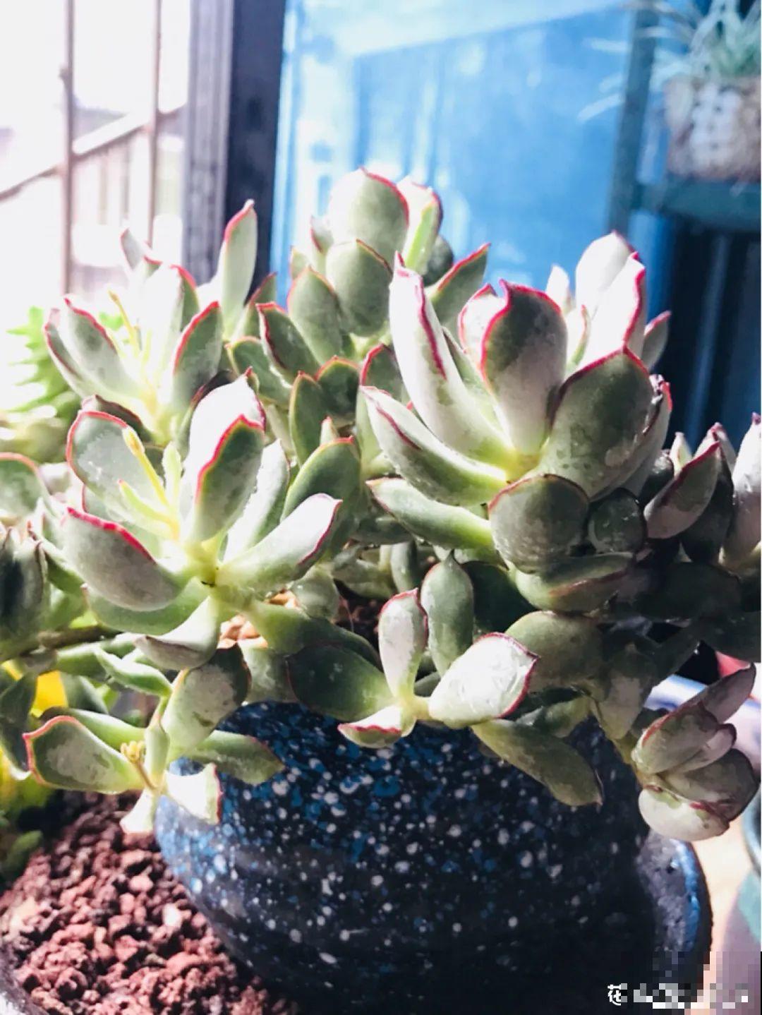 多肉老桩属实震撼，颜值都很高，越养越上瘾