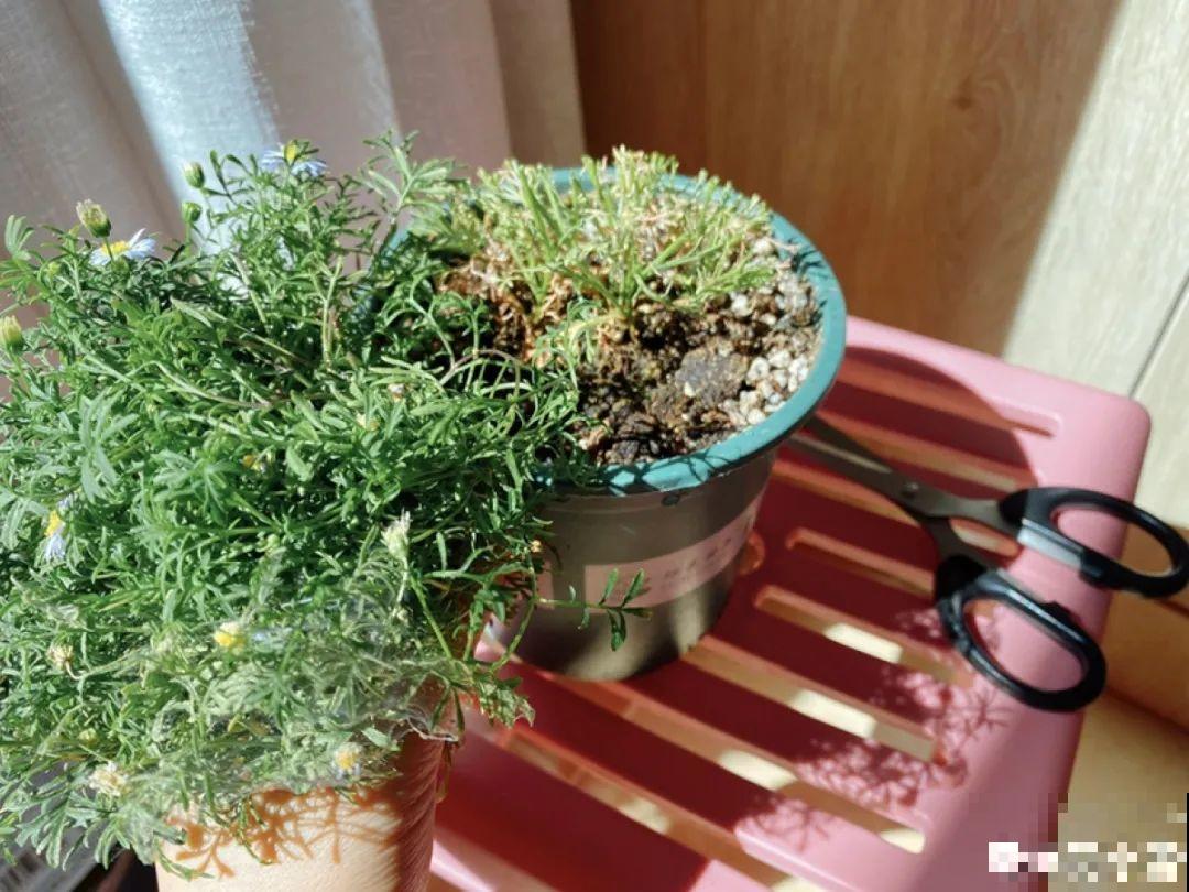 8种花赶紧剃头，剃得越狠，开花越多