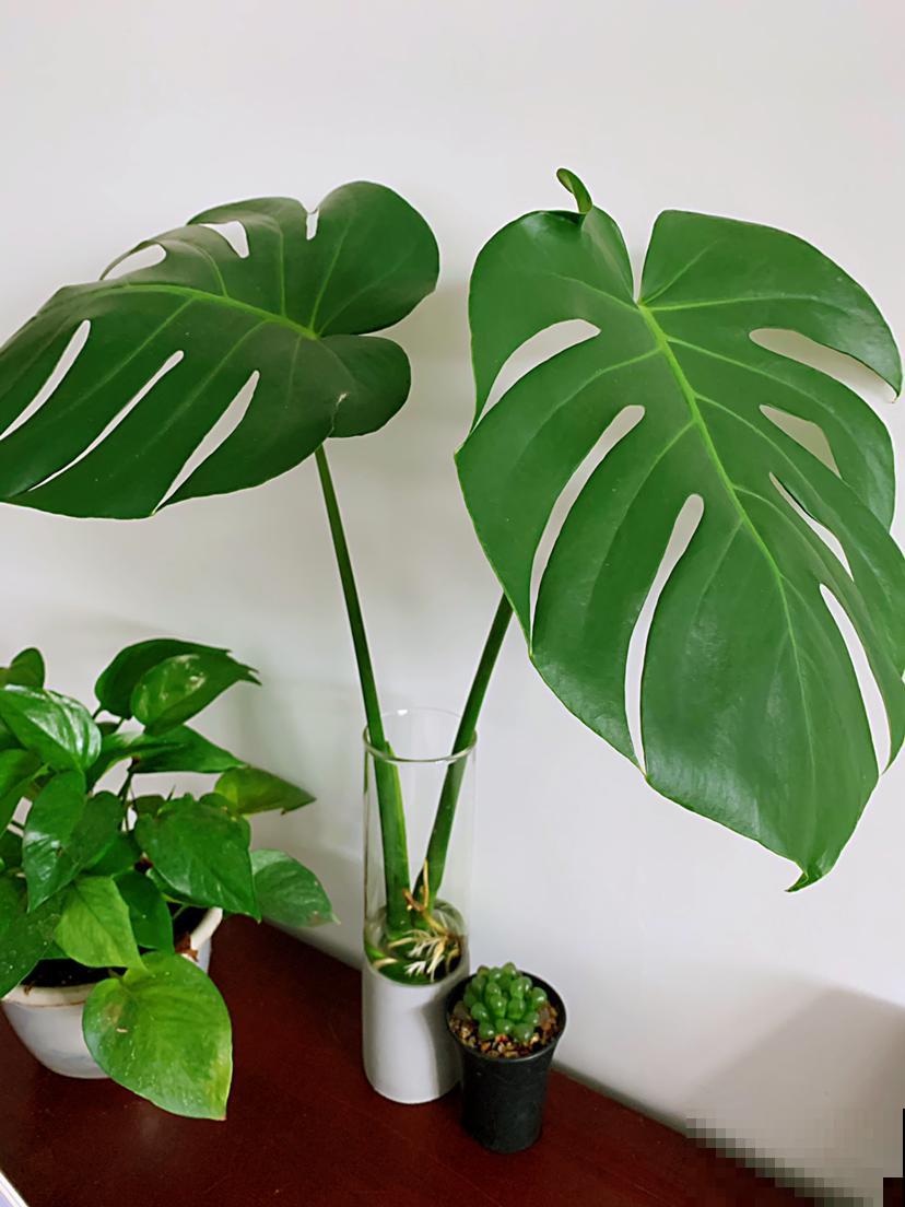 这些花很爱水，天气一热赶紧加水，不然马上黄叶！