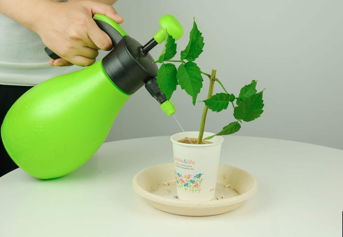 纸巾也有妙用,用来扦插,枝条迅速生根! 纸巾也有妙用,用来扦插,枝条迅速生根!