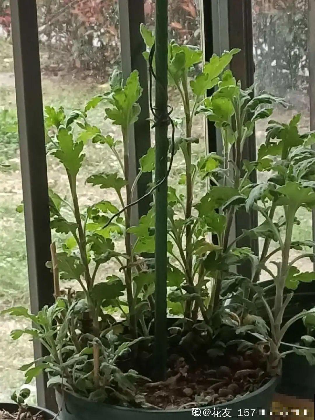 8种花赶紧剃头，剃得越狠，开花越多