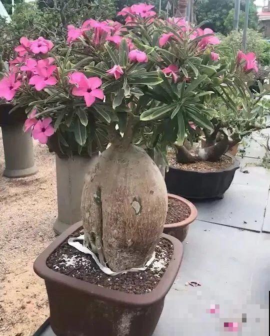植物长了个大肚子，超级耐旱，一个月不浇水也死不了