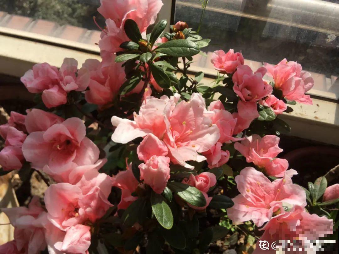 初春浇水要谨慎，浇水浇不对，小心全军覆没