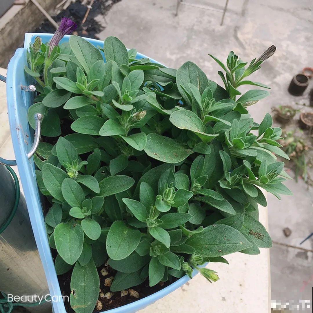 8种花赶紧剃头，剃得越狠，开花越多