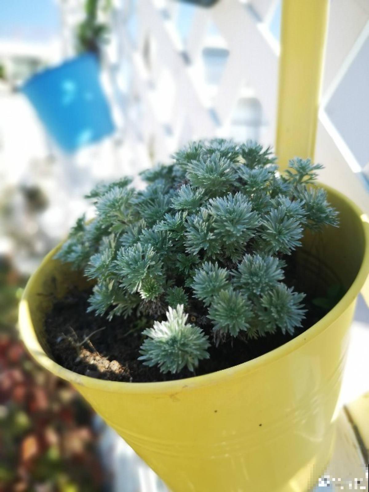 浑身散发着仙气的“朝雾草”,颜值清新脱俗,好养易爆盆 浑身散发着仙气的“朝雾草”,颜值清新脱俗,好养易爆盆