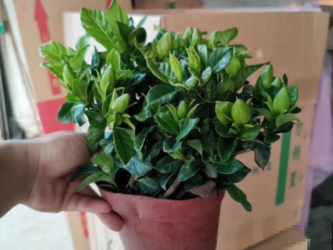 花市里买花,巧认识“激素苗”,买花不上当 花市里买花,巧认识“激素苗”,买花不上当