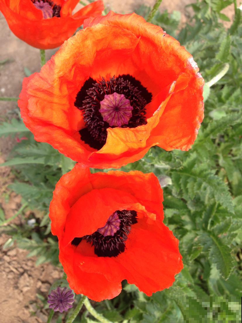 清明节踏青，看到这3类花，千万别采回家