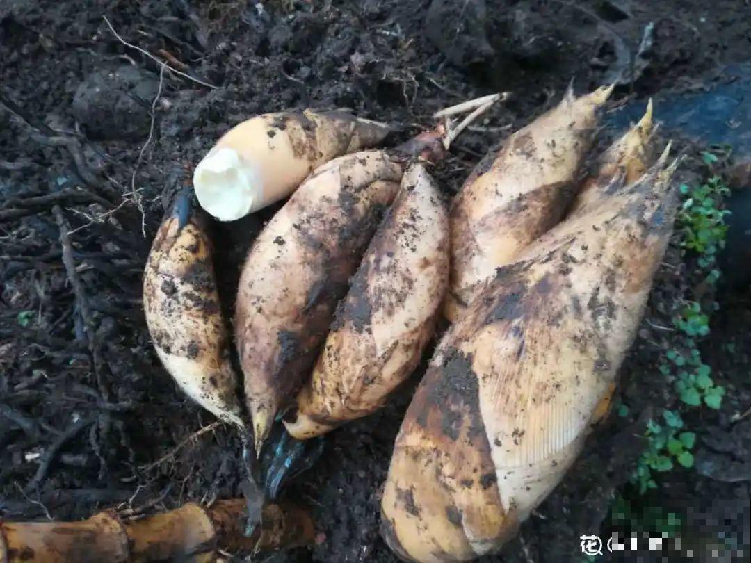 春天的野菜大全,小心辨认,千万别挖错了 春天的野菜大全,小心辨认,千万别挖错了