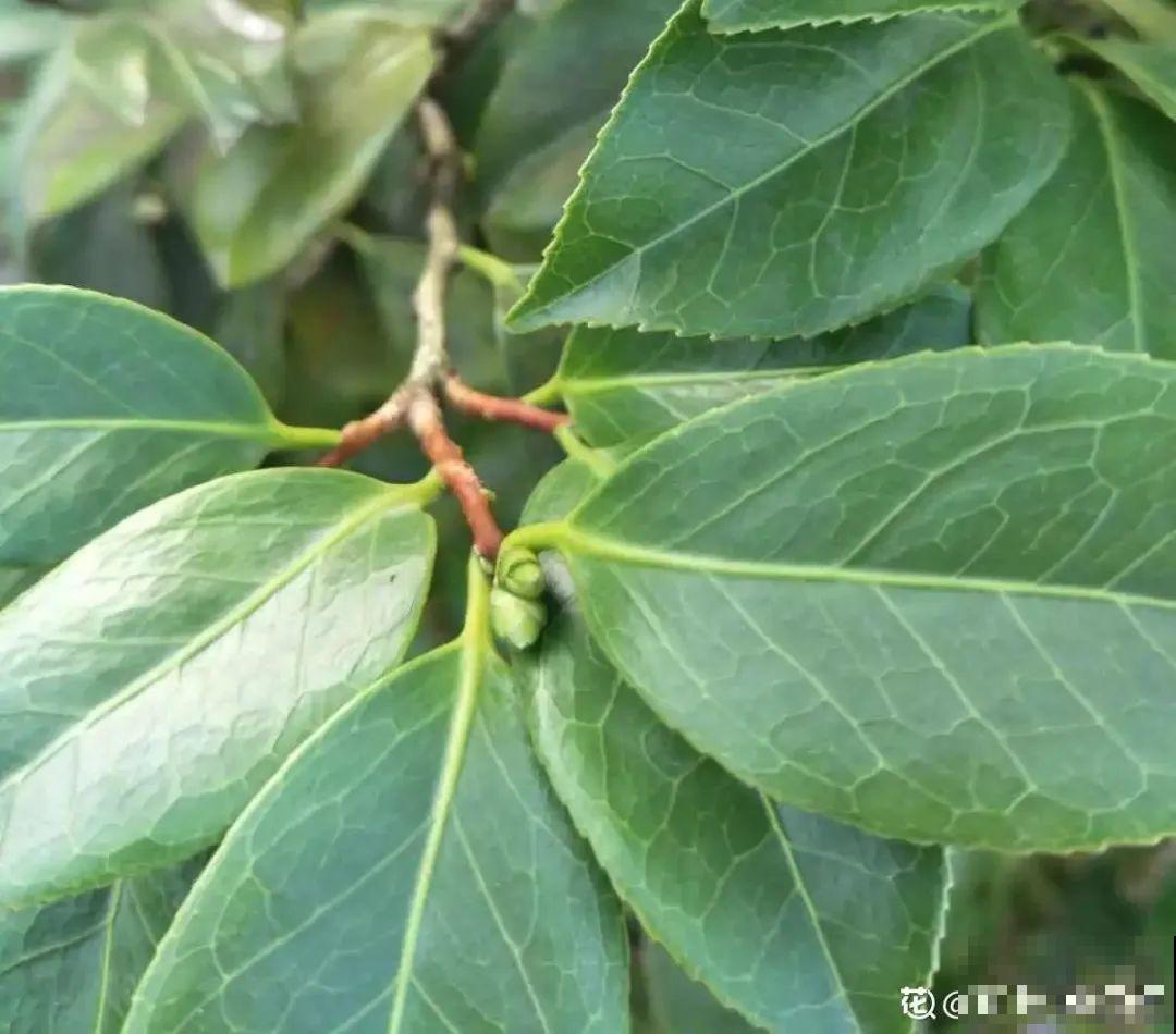 长寿开花后，要好好修剪，很快冒新芽