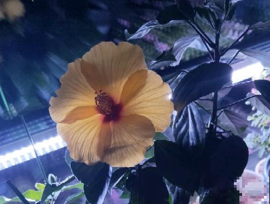 丹麦木槿养一盆，自己也能养成棒棒糖，五颜六色美极了！