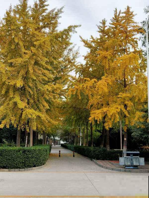 4种“长寿花”，堪称“万岁爷”，最老一棵12000岁