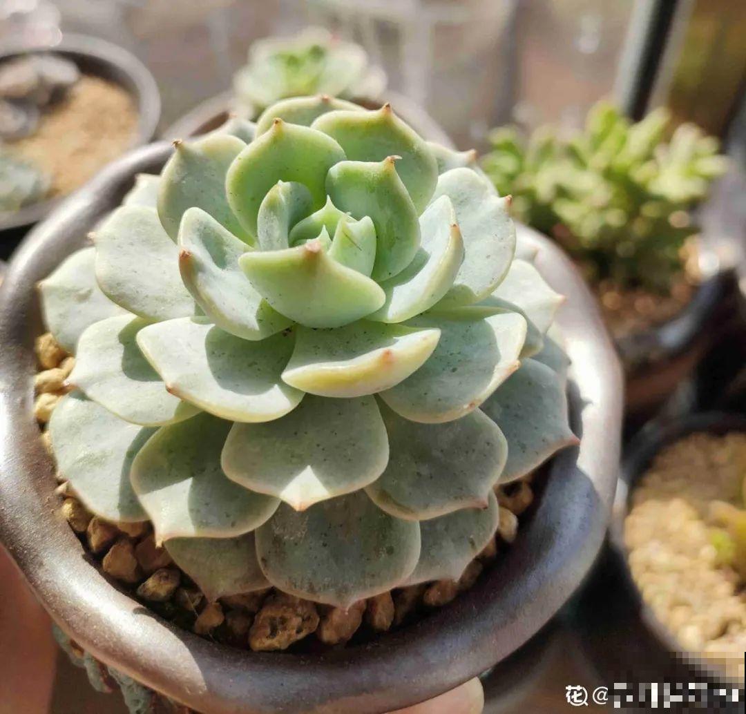 春天养太阳花,猛晒太阳才开花,扦插特好活 春天养太阳花,猛晒太阳才开花,扦插特好活