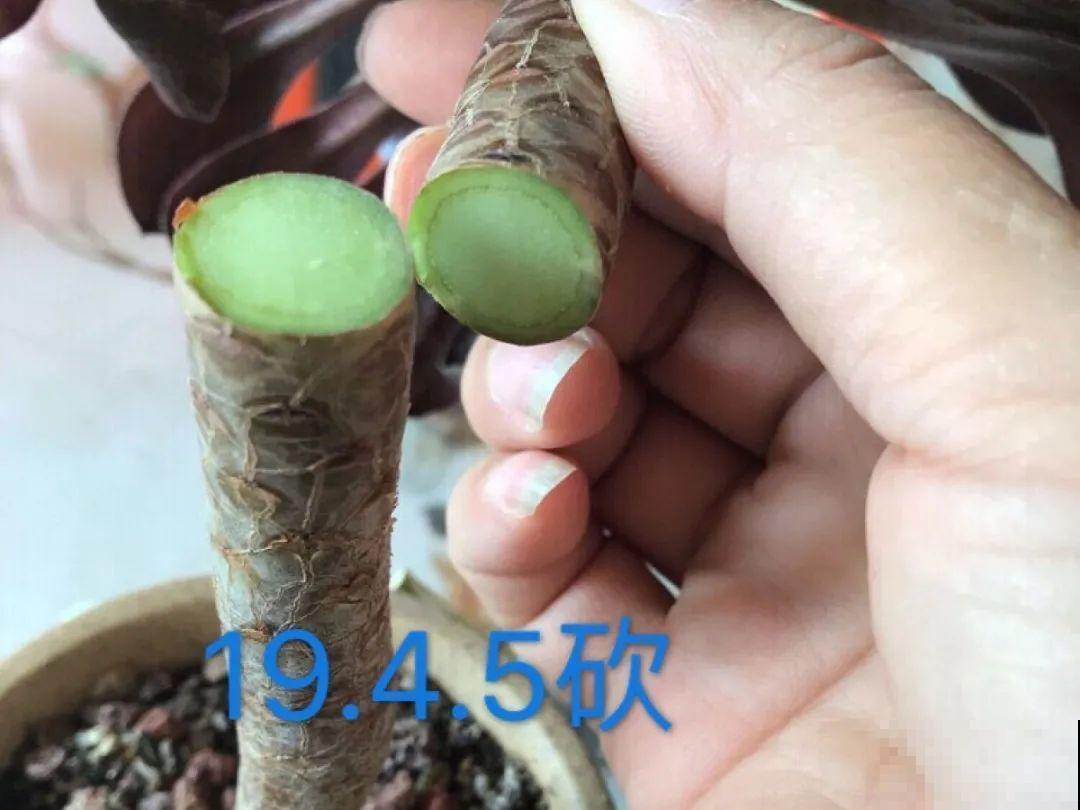 4月是养多肉的黄金期,浇水、施肥···都有窍门,现在知道还不晚 4月是养多肉的黄金期,浇水、施肥···都有窍门,现在知道还不晚