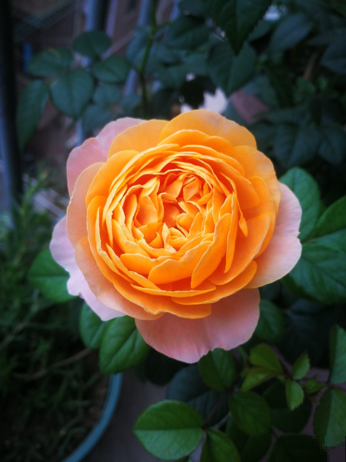 5种花真是“一举两得”,开花之后剪下来,插花瓶里颜值更高 5种花真是“一举两得”,开花之后剪下来,插花瓶里颜值更高