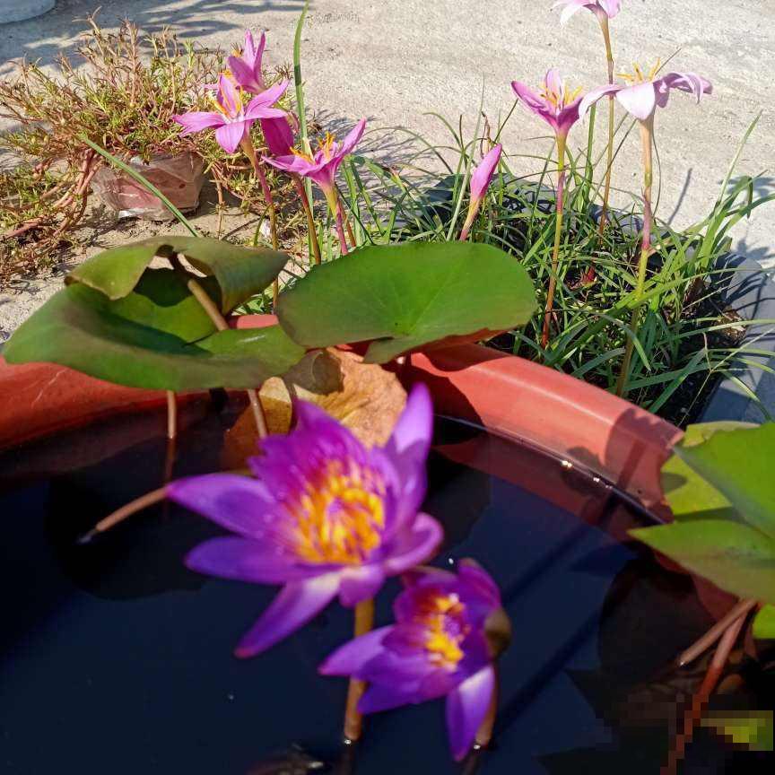 家里养花,可以试试有禅意的植物,能静心,能怡情! 家里养花,可以试试有禅意的植物,能静心,能怡情!