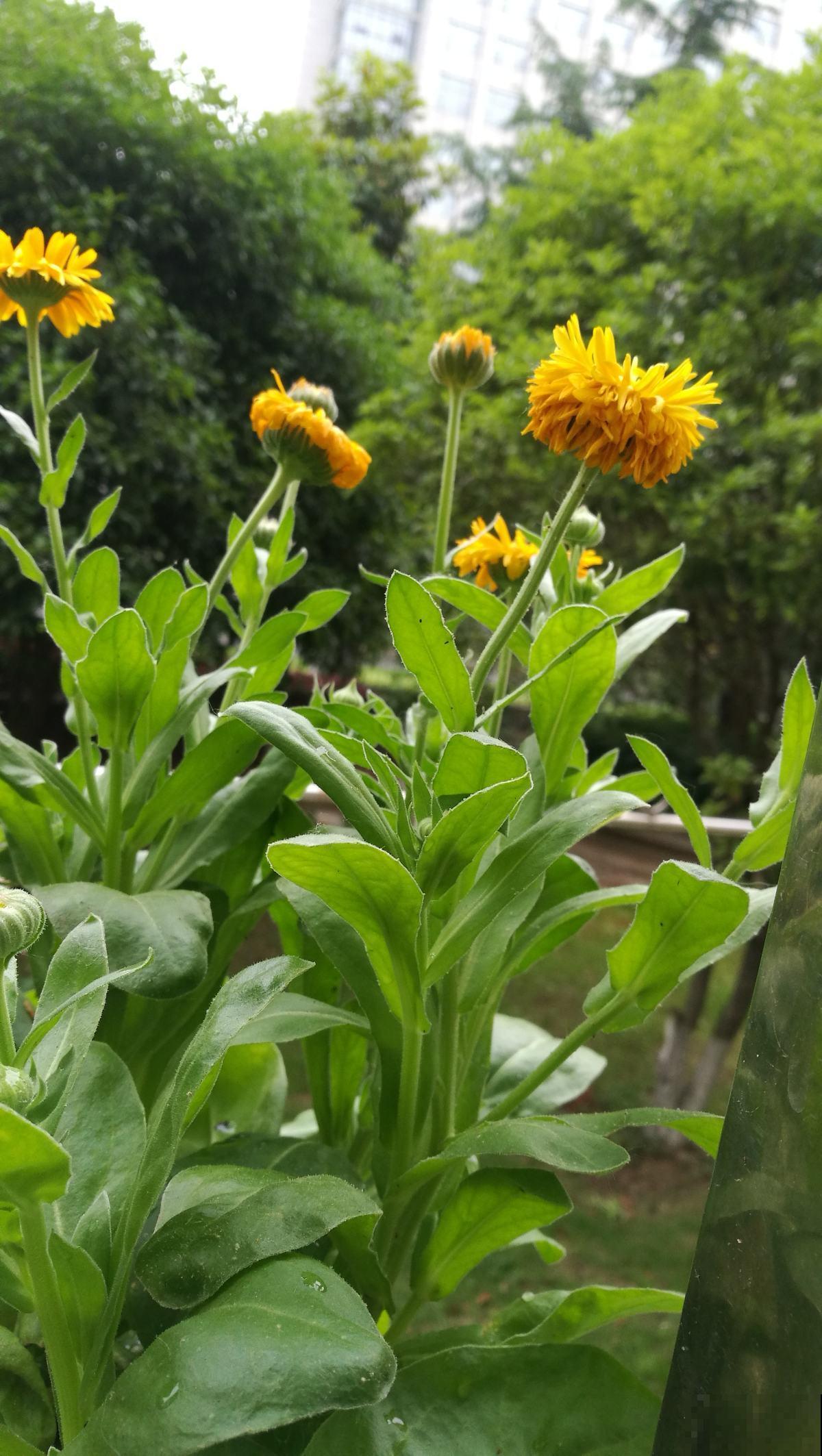 家里有个小院子，养花喝茶一辈子