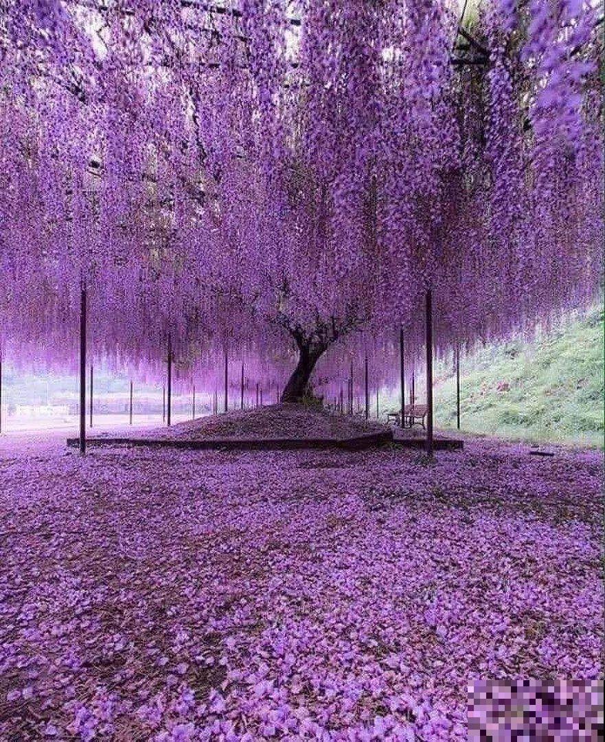 这5种花放阳台，一不小心爬到邻居家去，拦都拦不住！