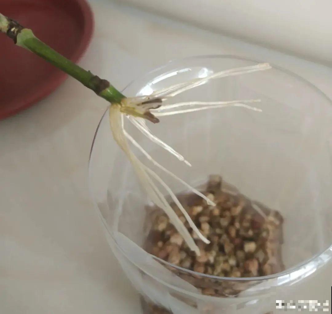 难度夏的8种花，赶紧扦插备份，再晚只剩盆了