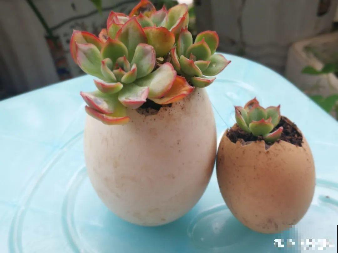蛋壳里养多肉,长成老桩超好看,还能废物利用 蛋壳里养多肉,长成老桩超好看,还能废物利用