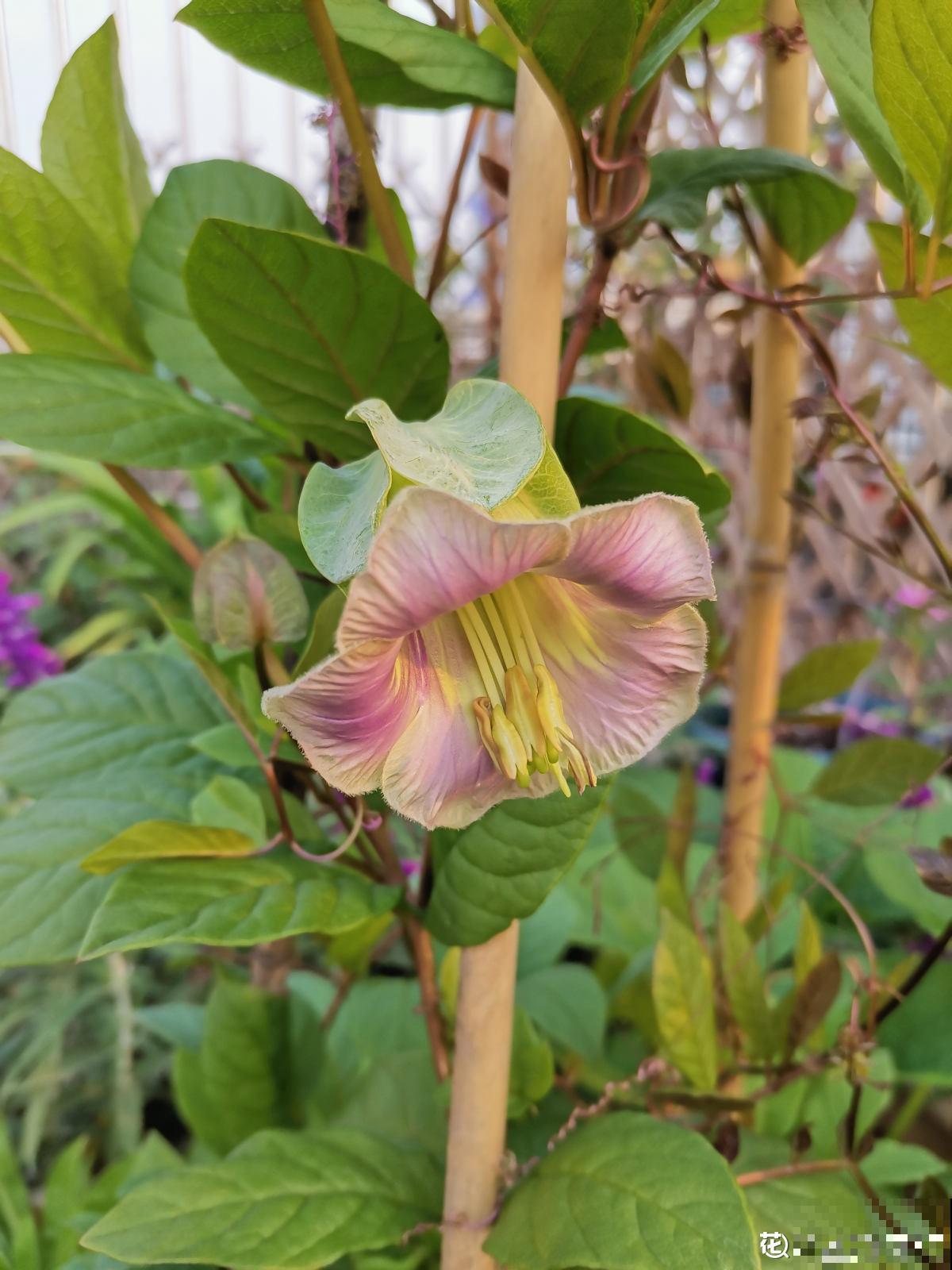 1种花名叫“电灯花”,枝条挂满“电灯花”,可爱又好看 1种花名叫“电灯花”,枝条挂满“电灯花”,可爱又好看