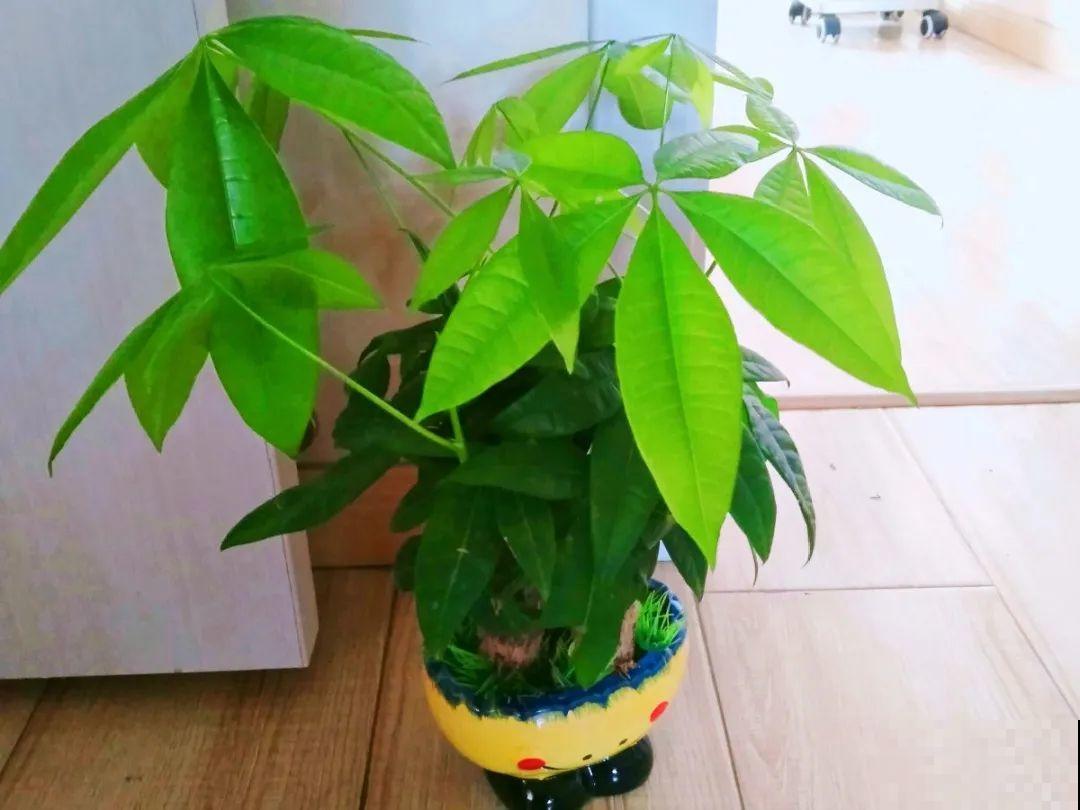 3月份养花,别急着搬出屋外,花容易死翘翘 3月份养花,别急着搬出屋外,花容易死翘翘