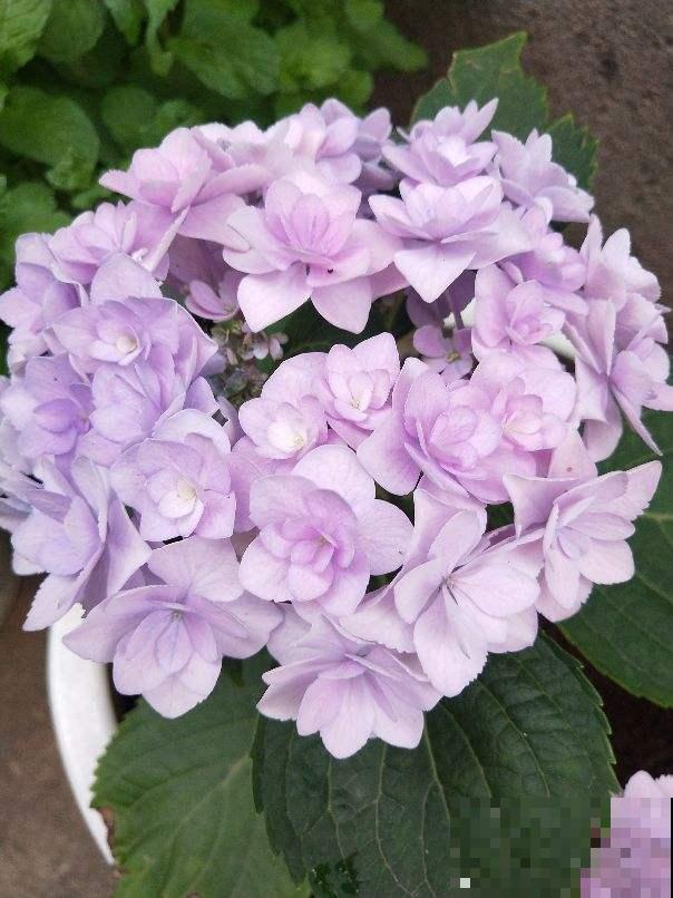 网购花卉是个技术活，别贪小便宜，少买点假货吧！