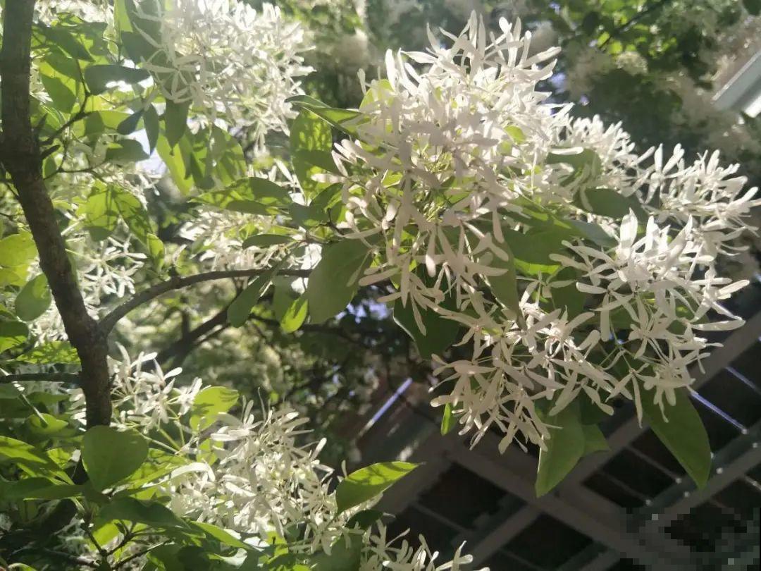 5月出门,收下这份百花图谱,啥花都能叫上名! 5月出门,收下这份百花图谱,啥花都能叫上名!