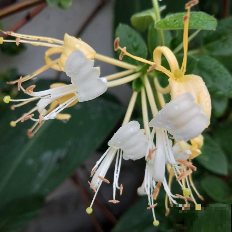 老家院子里种了2种花,春天泡茶秋天吃果子,真是一举两得 老家院子里种了2种花,春天泡茶秋天吃果子,真是一举两得