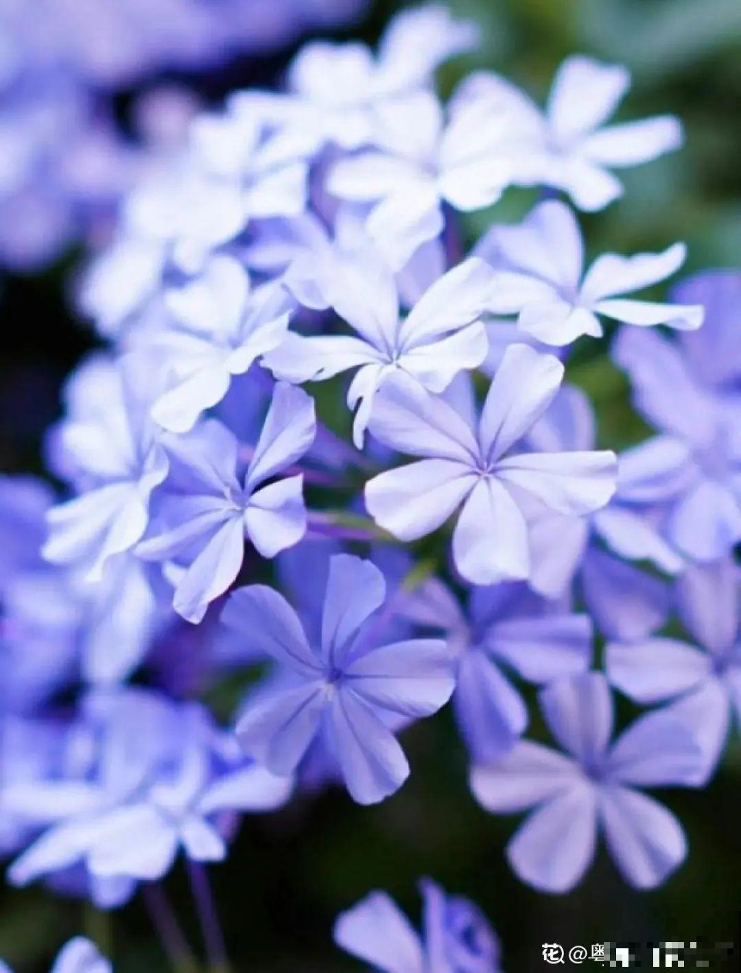 晒不死、热不死的花,越晒花越多,越热长越快 晒不死、热不死的花,越晒花越多,越热长越快